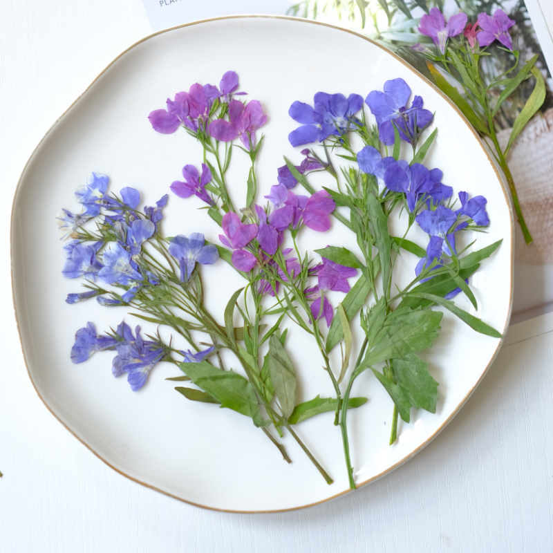 Resin Art Baby - 6個/8-13cm、自然のロベリア・エリヌス乾燥押し花、茎付き、手作りの花びらメイク、ネイルアート、樹脂ジュエリー、ブックマーク